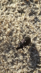 Carabus rugosus celtibericus