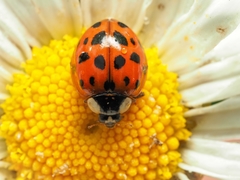 Harmonia axyridis