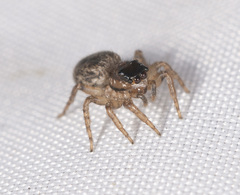 Maratus griseus