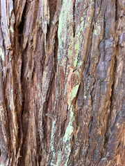 (c) Karen (with occasional help from Mike), some rights reserved (CC BY) Sequoia sempervirens, photograph (c) Karen (with occasional help from Mike), some rights reserved (CC BY)