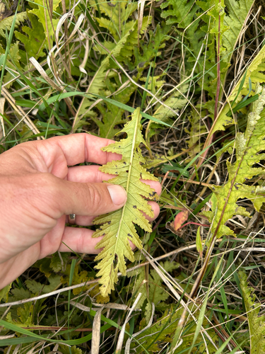 Pedicularis canadensis, photograph 2