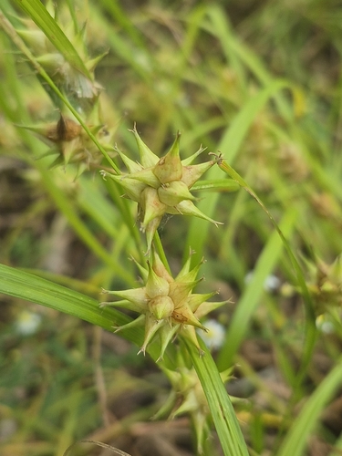 Carex louisianica, 2026-09-25