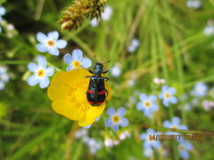 Trichodes ircutensis