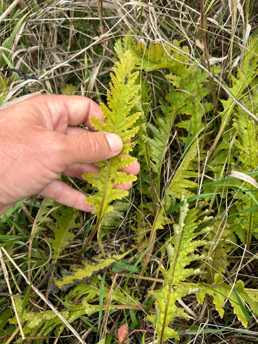Pedicularis canadensis, photograph 1