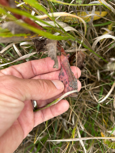 Nabalus racemosus, photograph 2