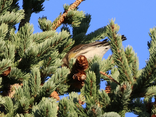 Yellow-rumped Warbler