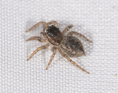 Maratus griseus