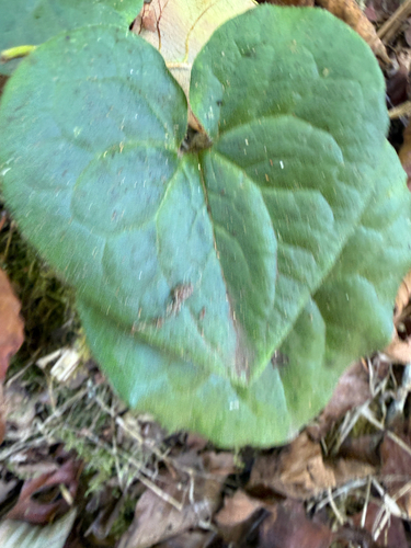 Asarum caudatum, photograph 1