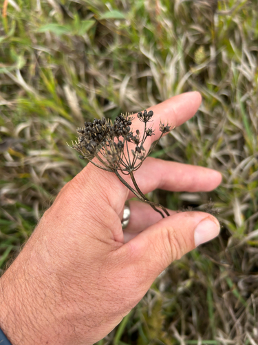 Zizia aptera
