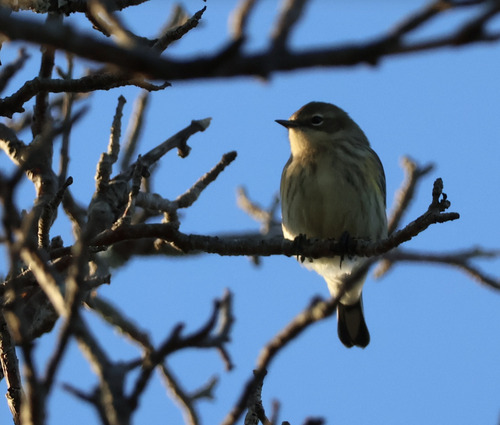Yellow-rumped Warbler