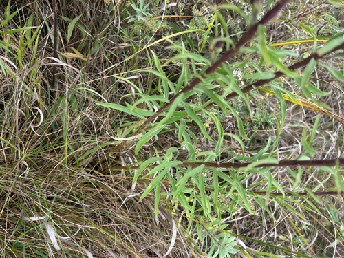 Liatris ligulistylis, photograph 2