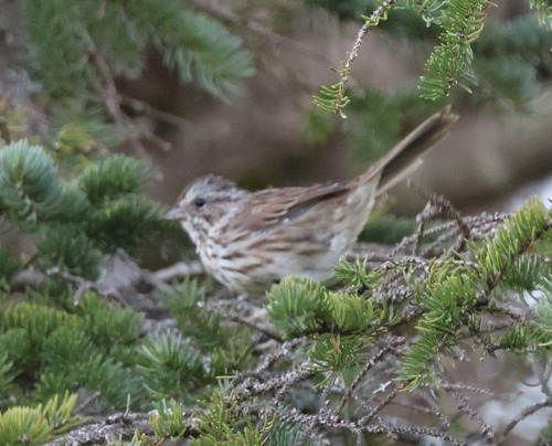 Song Sparrow