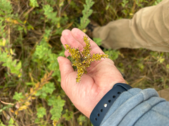 Solidago mollis
