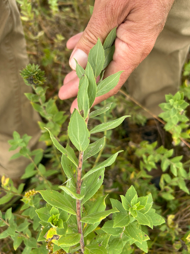 Solidago mollis, photograph 2