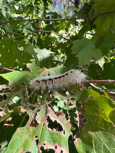 Hickory Tussock Moth