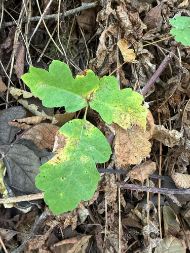 Toxicodendron diversilobum, photograph 3