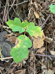 Toxicodendron diversilobum, photograph (c) Karen (with occasional help from Mike), some rights reserved (CC BY)