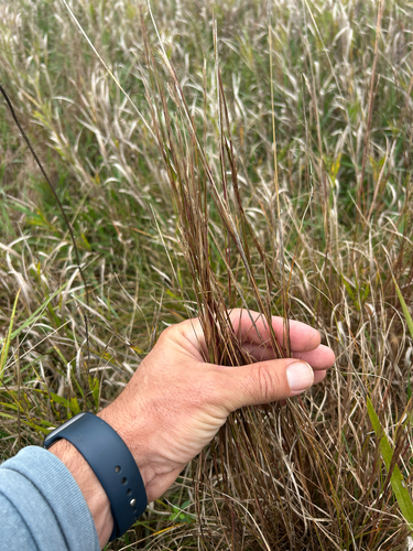 Schizachyrium scoparium, photograph 2
