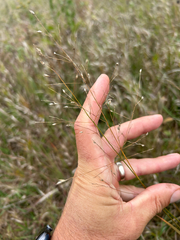 Panicum virgatum