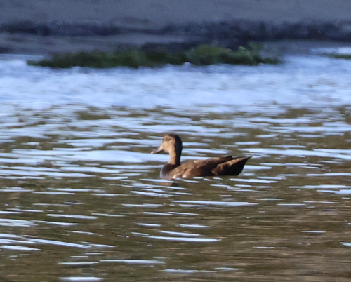 American Black Duck