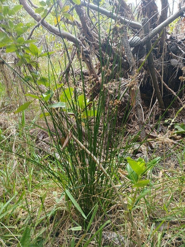 Juncus effusus, photograph 4