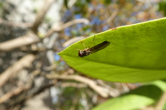Syrphidae