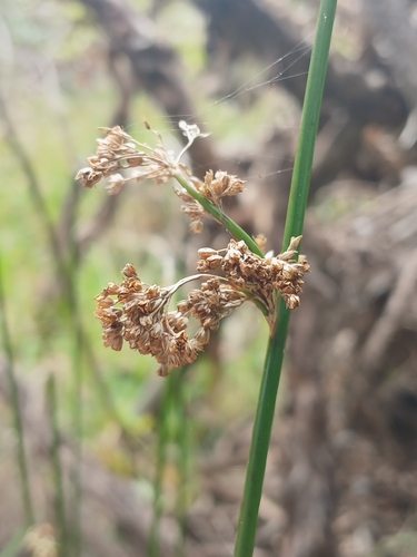Juncus effusus, photograph 5