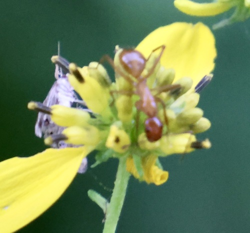 Chestnut Carpenter Ant