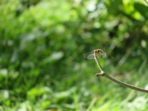 Autumn Meadowhawk