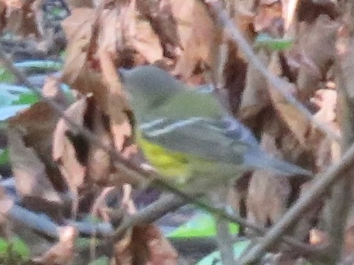 Magnolia Warbler