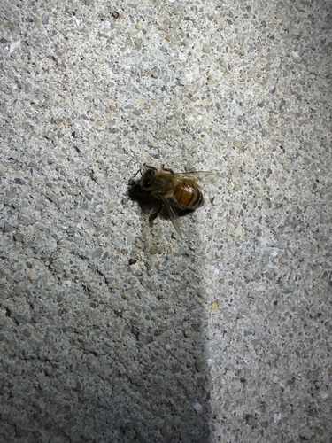Western Honey Bee