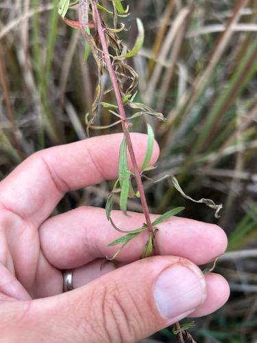 Epilobium leptophyllum, photograph 2
