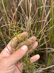 Epilobium leptophyllum