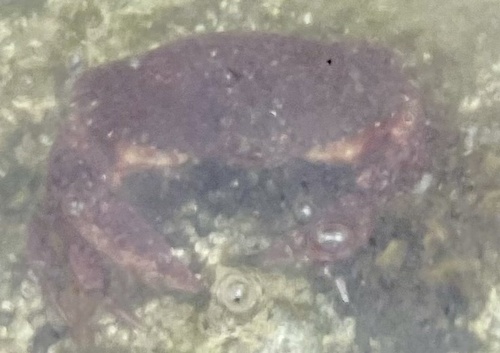 Red Rock Crab
