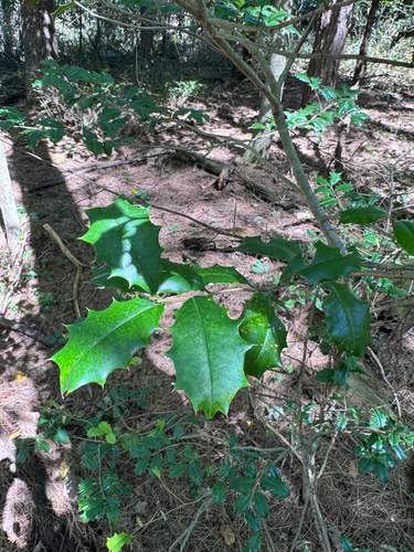 American holly