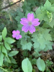 Geranium × oxonianum