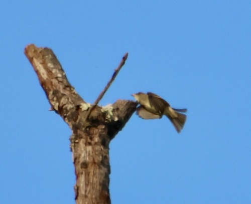 Eastern Wood-Pewee