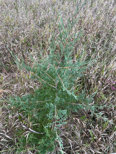 Juniperus virginiana, photograph 4