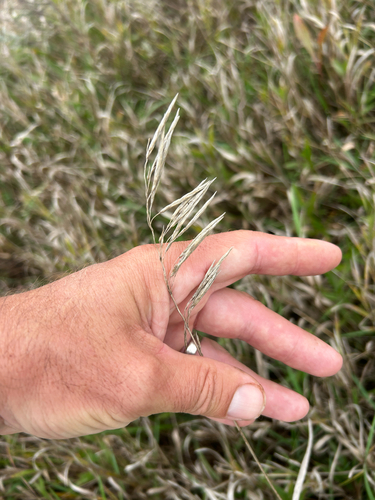 Bromus inermis, photograph 3