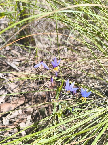 Stypandra glauca, photograph 1