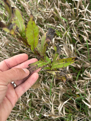Lactuca canadensis, photograph author not stated, no rights reserved