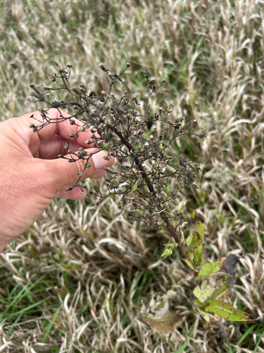 Lactuca canadensis