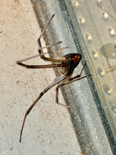 Redback Spider