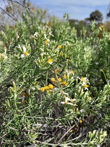 Olearia subspicata, 2026-09-26