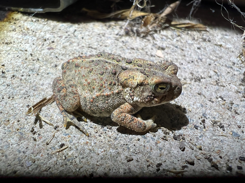 American Toad