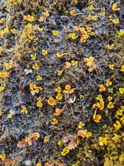 Hydrocotyle hydrophila