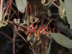 Amyema quandang, photograph (c) Thomas Mesaglio, some rights reserved (CC BY)