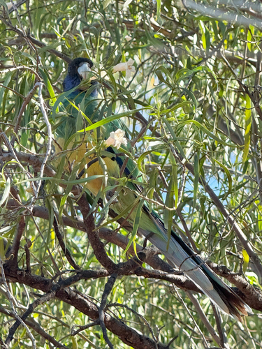 Port Lincoln Ringneck