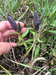 Gentiana puberulenta, photograph author not stated, no rights reserved
