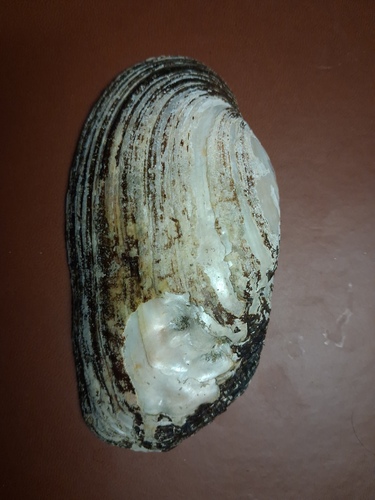 Flutedshell